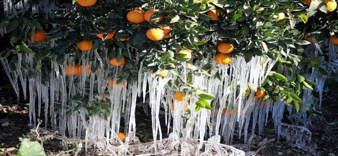 Meteoroloji’den Kıyı Ege İçin Zirai Don Uyarısı