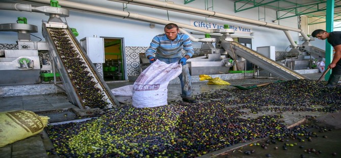 Yeni Şakran’ın Aromatik Zeytinyağları Sofralardaki Yerini Alıyor