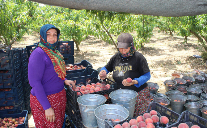 İzmir’den Dünyaya Şeftali