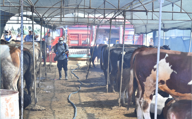 Kurban satış yerleri ilaçlanıyor