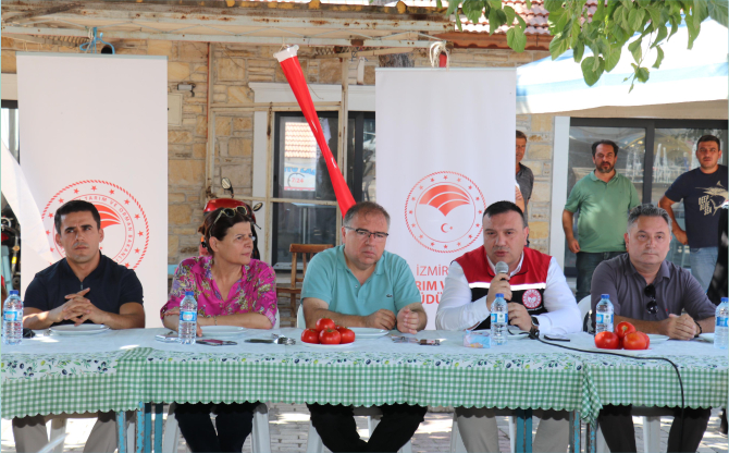 Foça'da İyi Tarım Uygulamalarıyla Domates Yetiştiriciliği