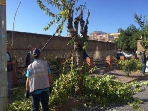 Akhisar’da Ağaçlara Kış Bakımı