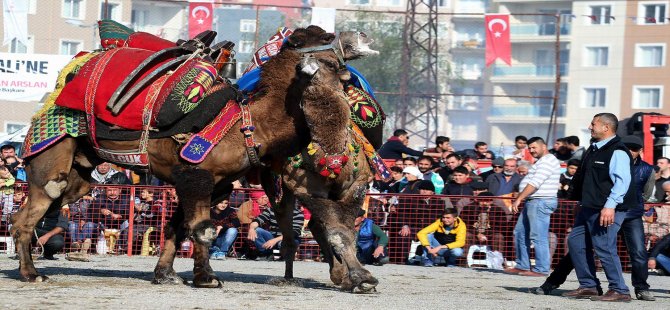 Çiğli Deve Güreşleri İle Şenleniyor