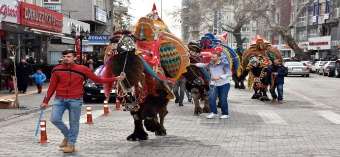 Deve Güreşlerinin Kırkpınar’ı Edremit’te