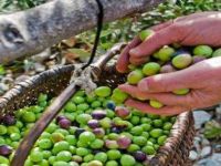 Akhisar Zeytin Buluşmasına Hazır