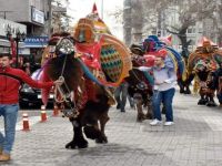 Deve Güreşlerinin Kırkpınar’ı Edremit’te