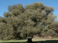 Karayolları’ndan ‘Zeytin Ağaçlarını Kesin’ Çağrısı